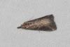 Schrankia costaestrigalis